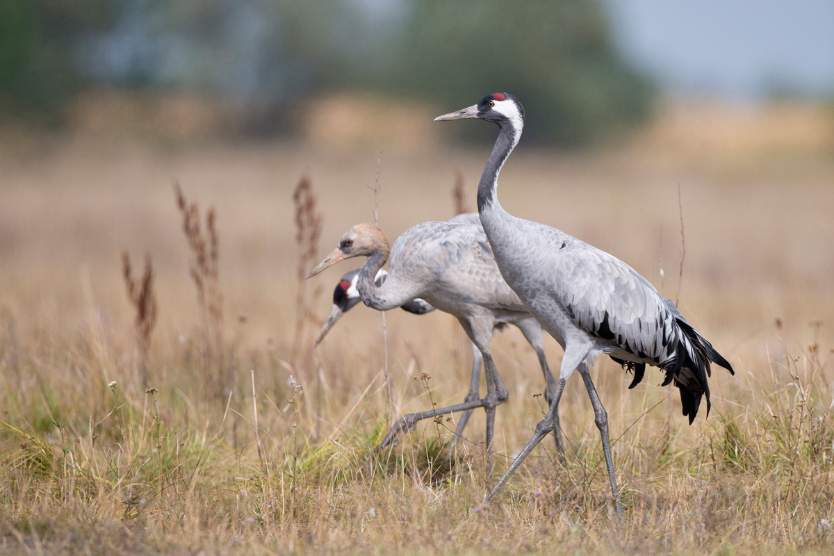 Common Crane