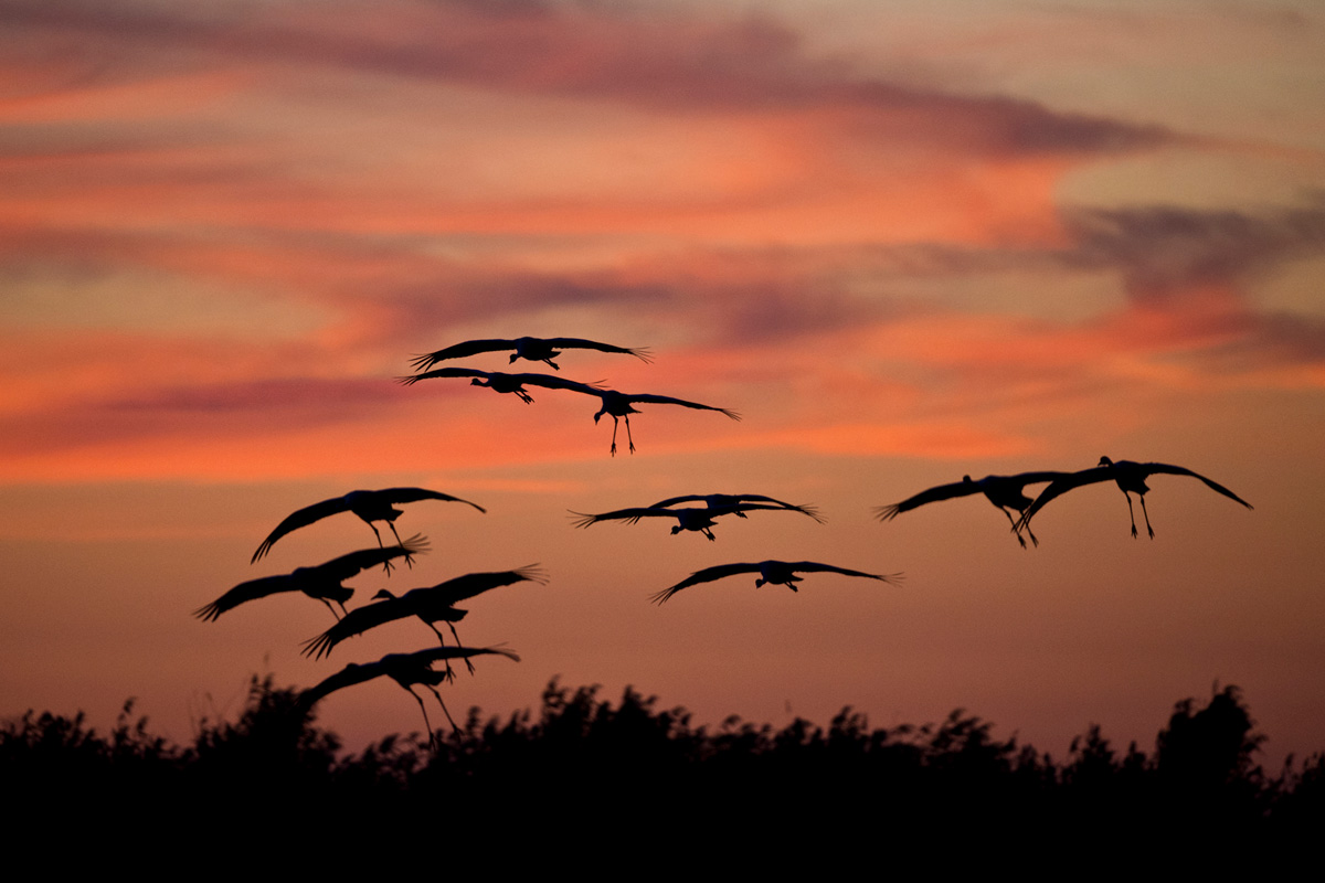 Common Crane