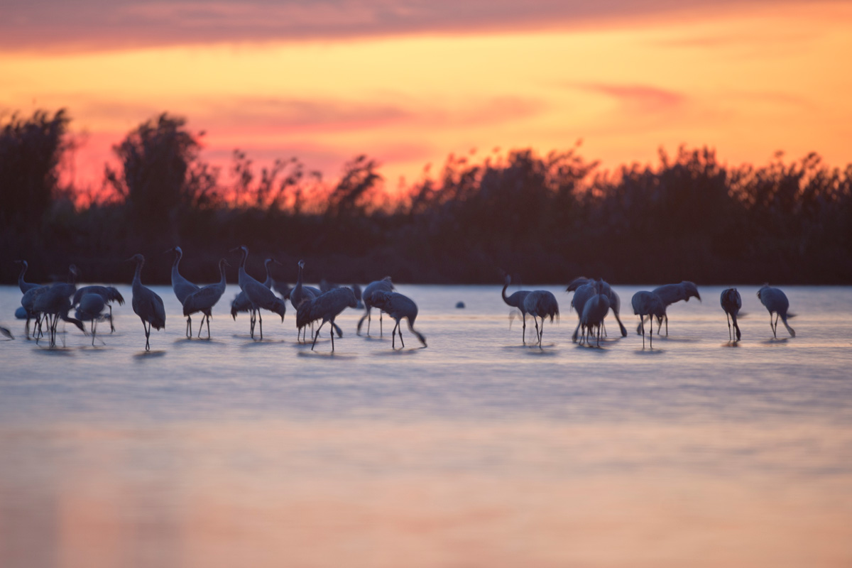 Common Crane