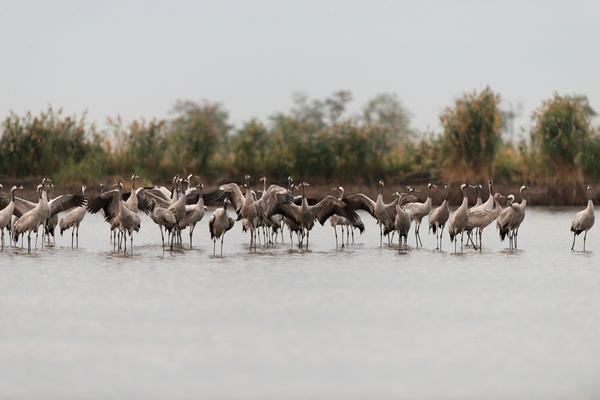 Common Crane