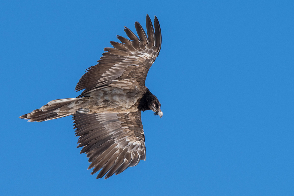 Bearded Vulture