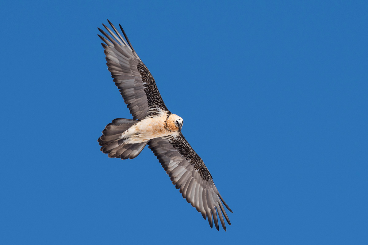 Bearded Vulture