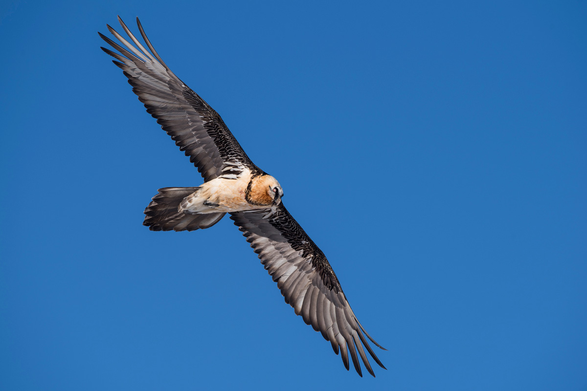 Bearded Vulture