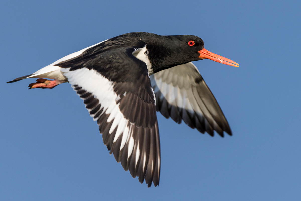 Eurasian Oystercatcher