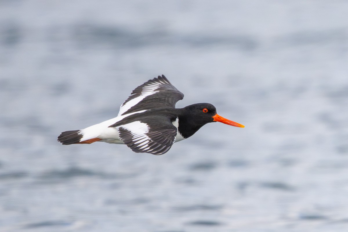 Eurasian Oystercatcher Eurasian Oystercatcher