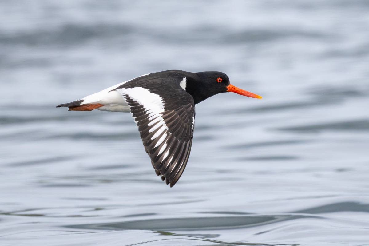 Eurasian Oystercatcher Eurasian Oystercatcher