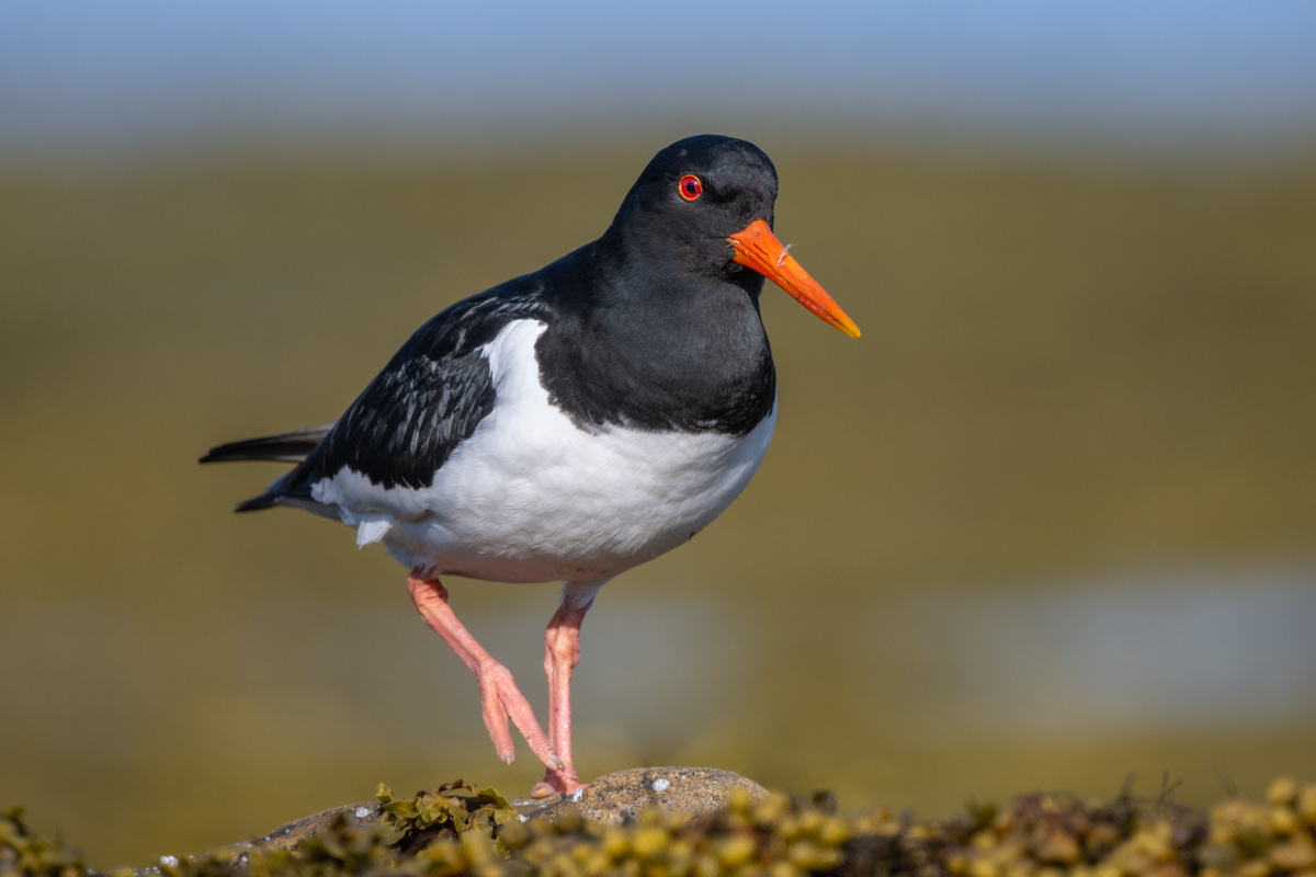 Eurasian Oystercatcher Eurasian Oystercatcher