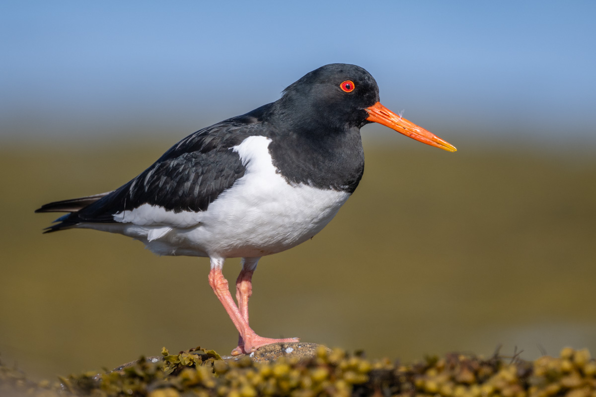 Eurasian Oystercatcher Eurasian Oystercatcher