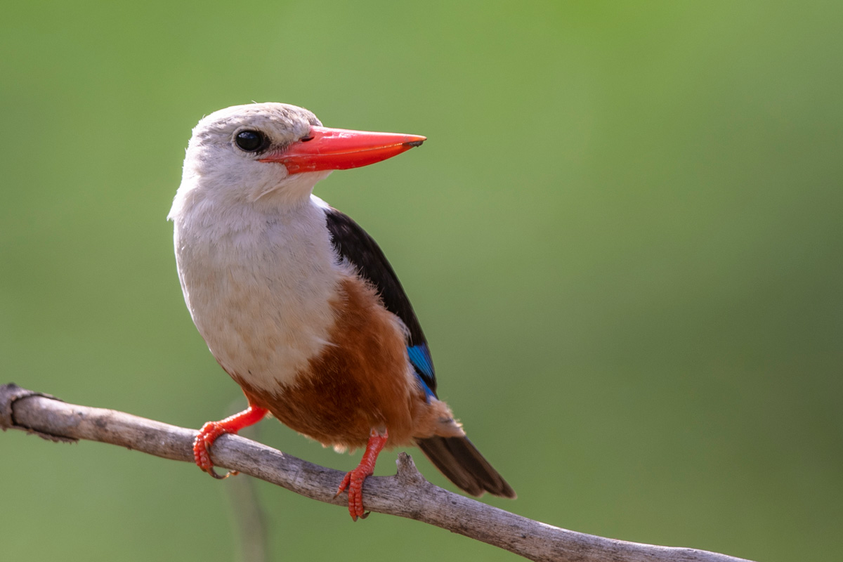 Grey-headed Kingfisher