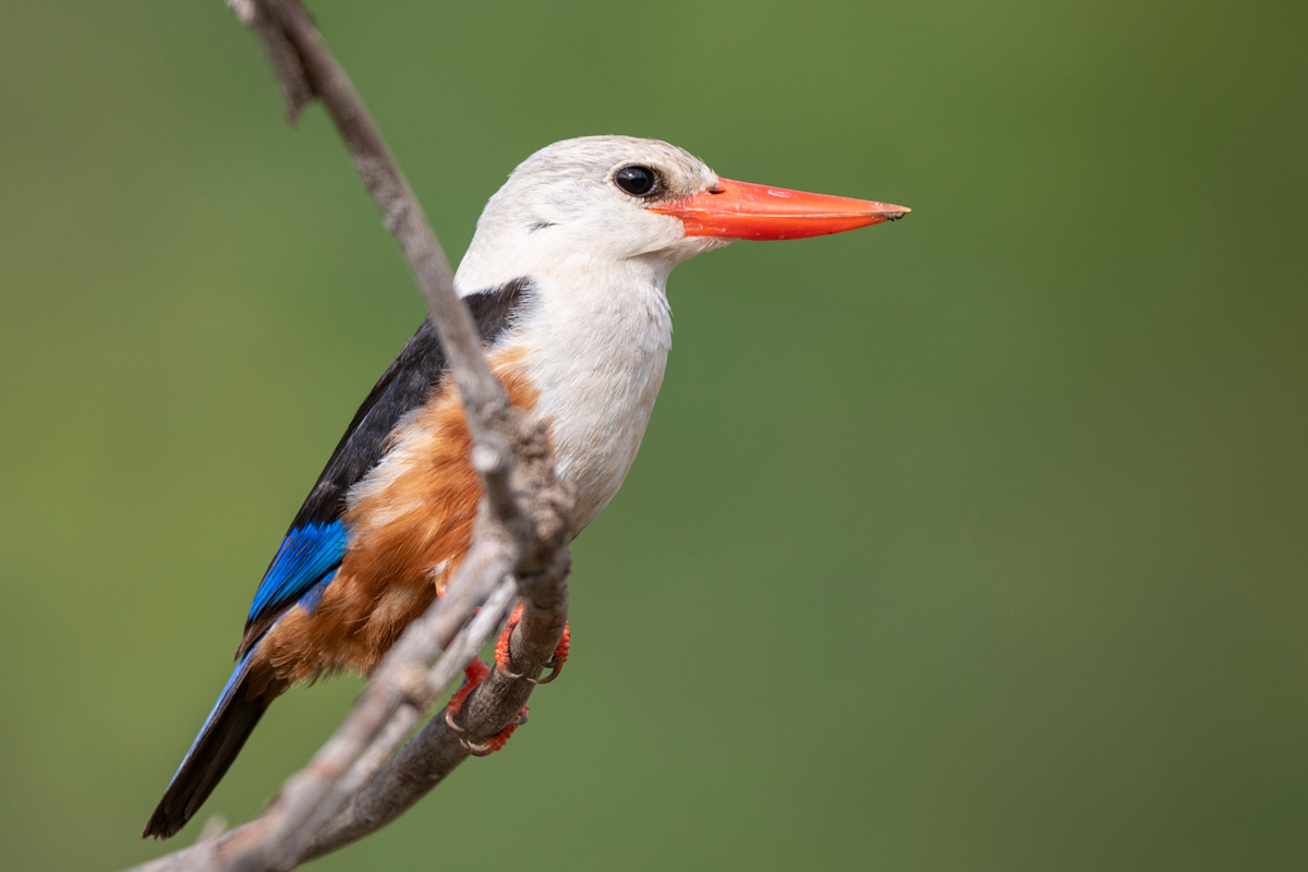 Grey-headed Kingfisher