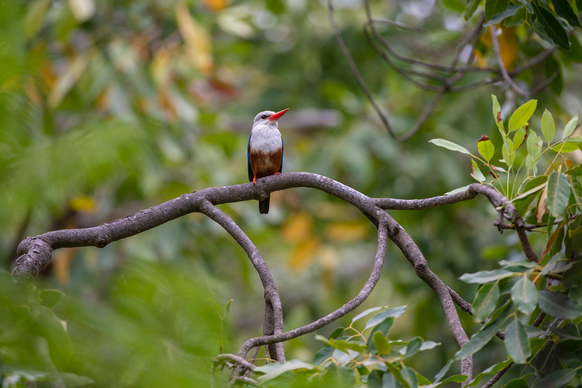 Grey-headed Kingfisher