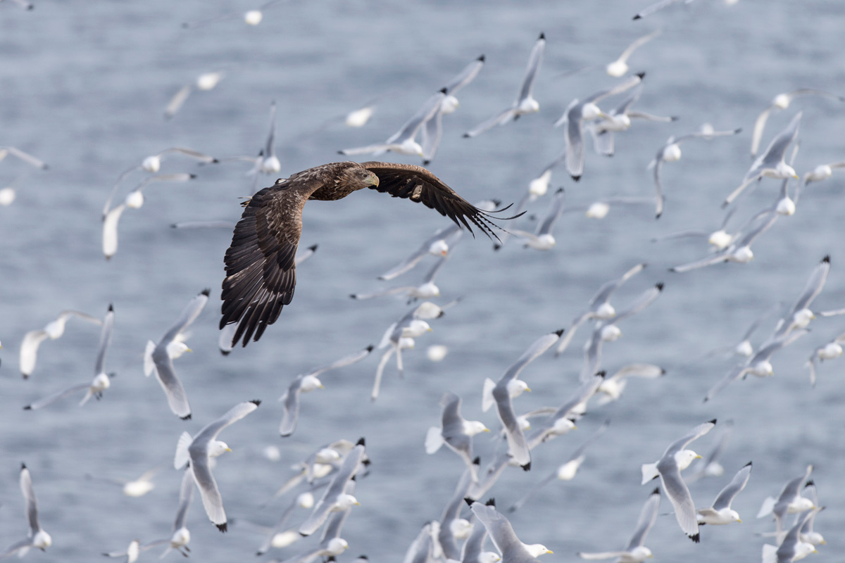 White-tailed Eagle