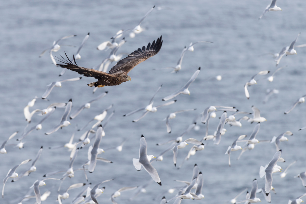 White-tailed Eagle
