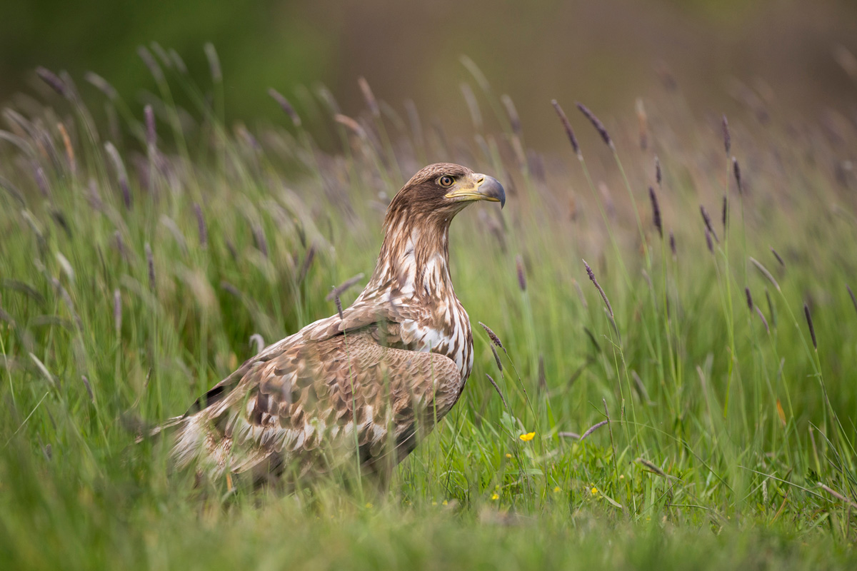 White-tailed Eagle