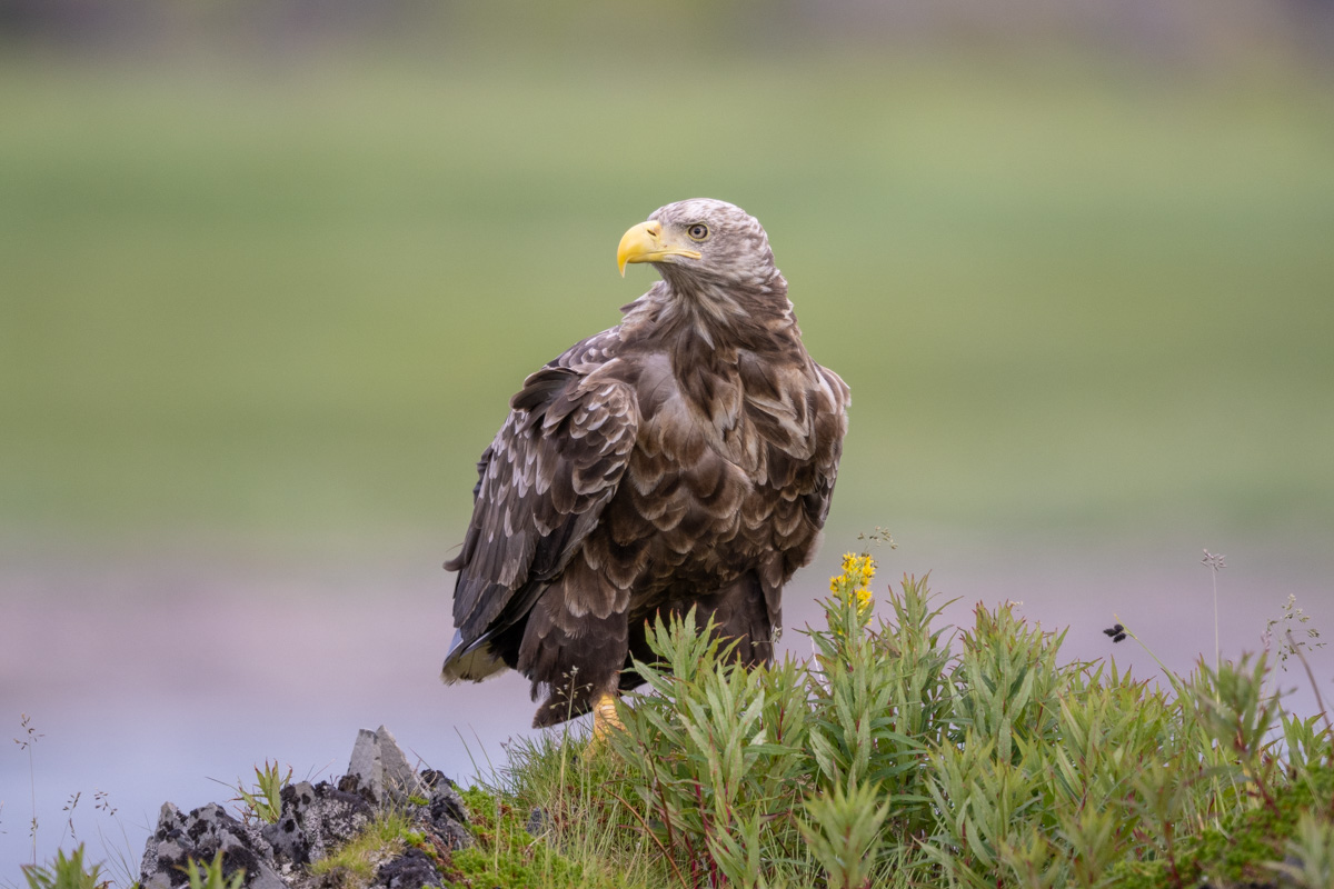 White-tailed Eagle White-tailed Eagle