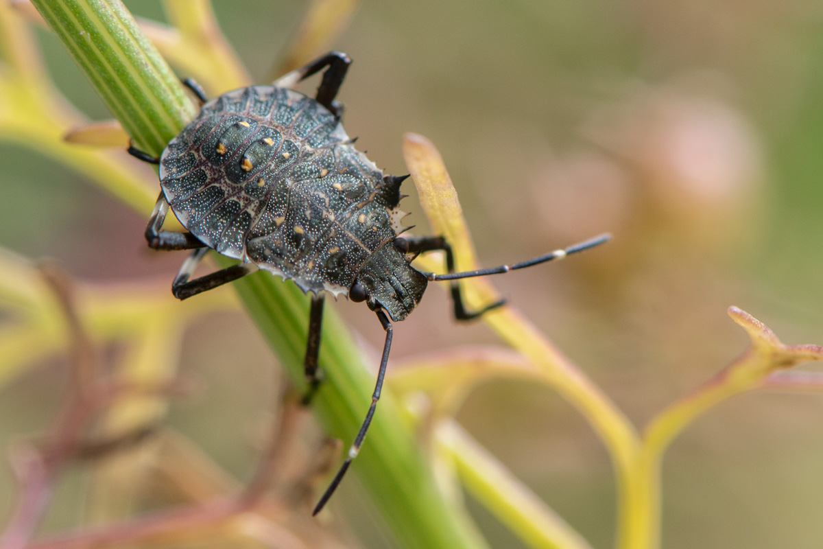 Brown Marmorated Stink Bug