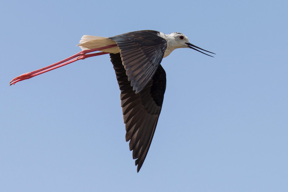 Black-winged Stilt