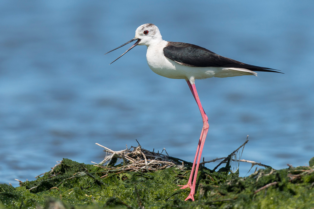 Black-winged Stilt