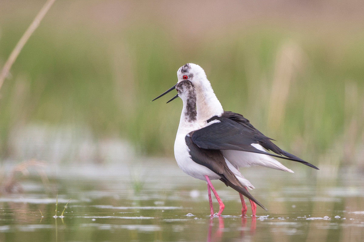 Black-winged Stilt