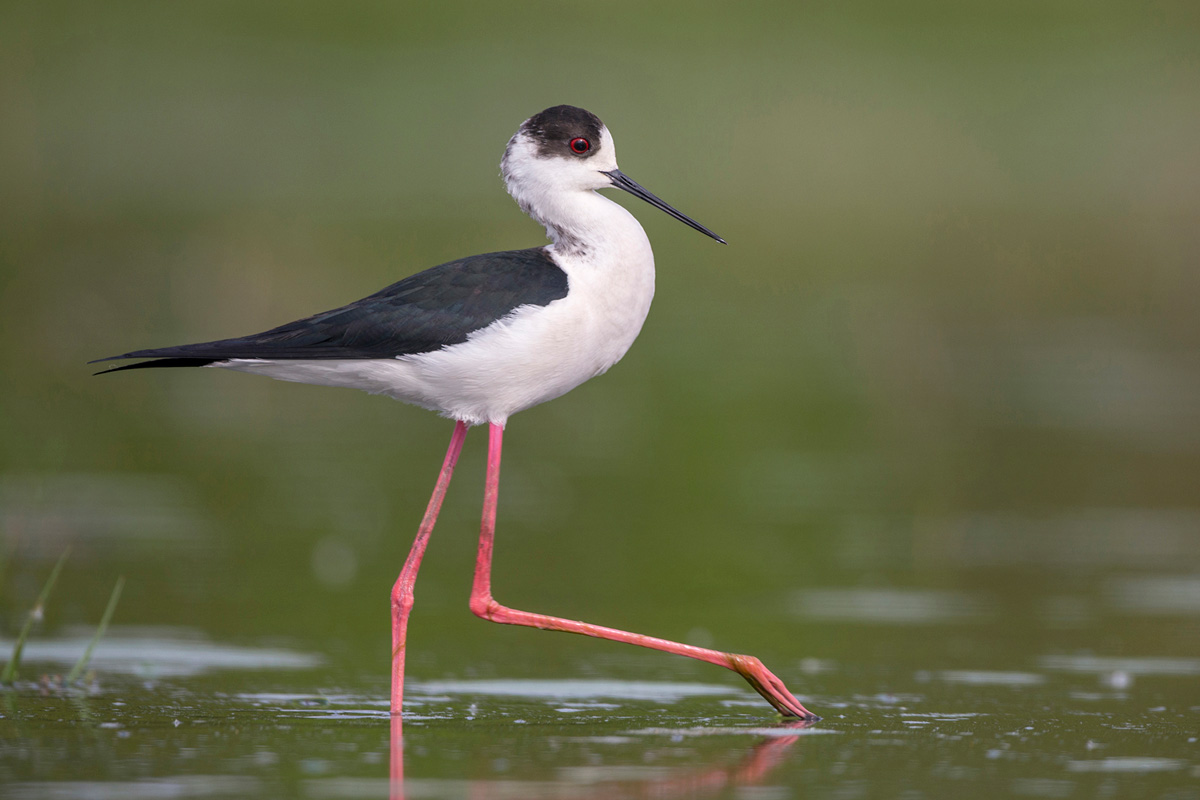 Black-winged Stilt