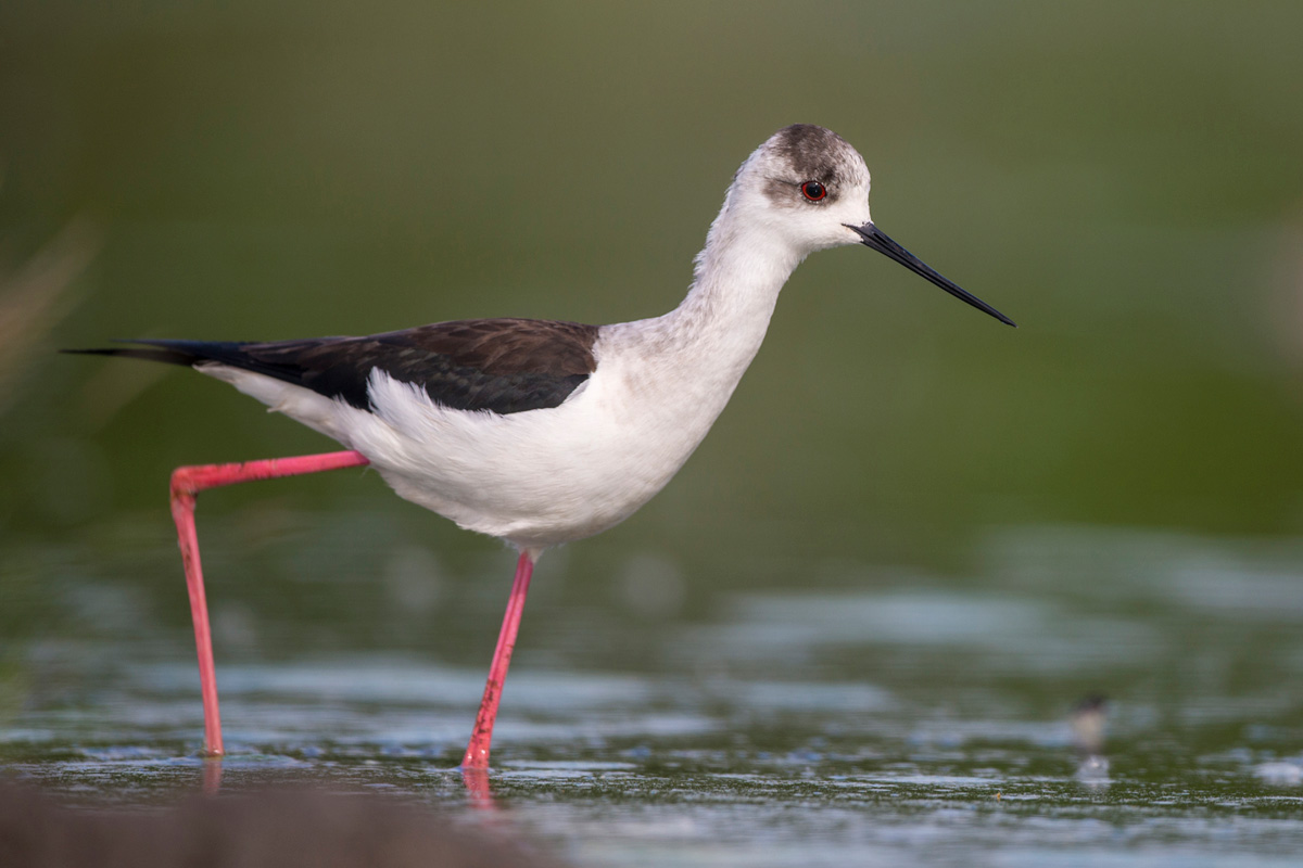 Black-winged Stilt