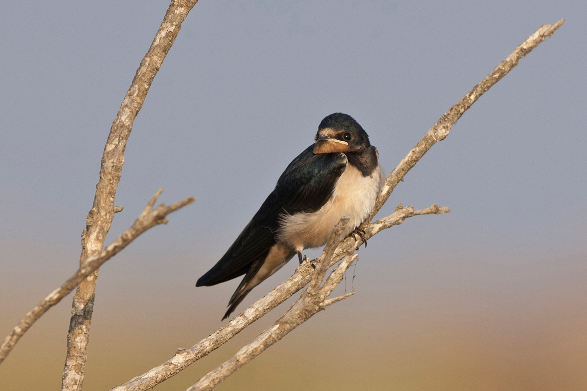 Barn Swallow