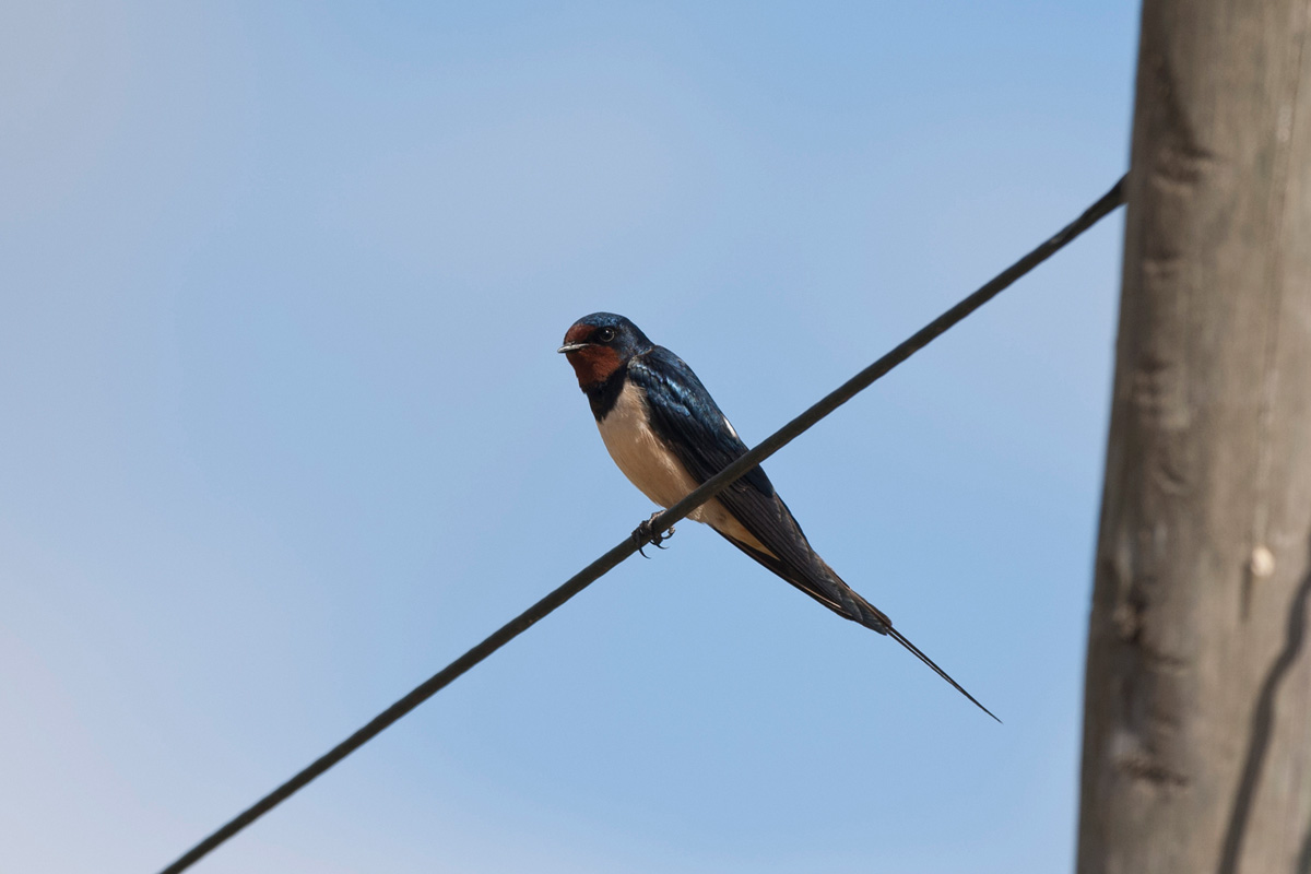Barn Swallow