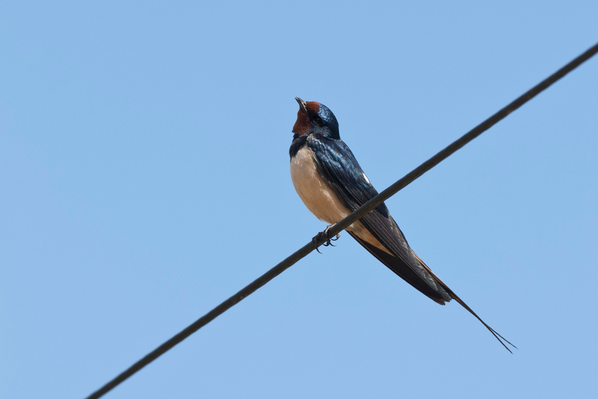 Barn Swallow