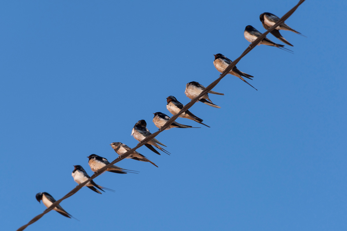 Barn Swallow
