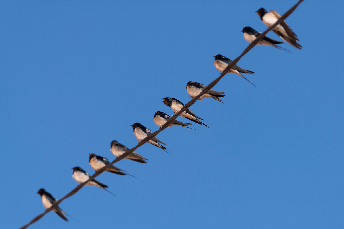 Barn Swallow