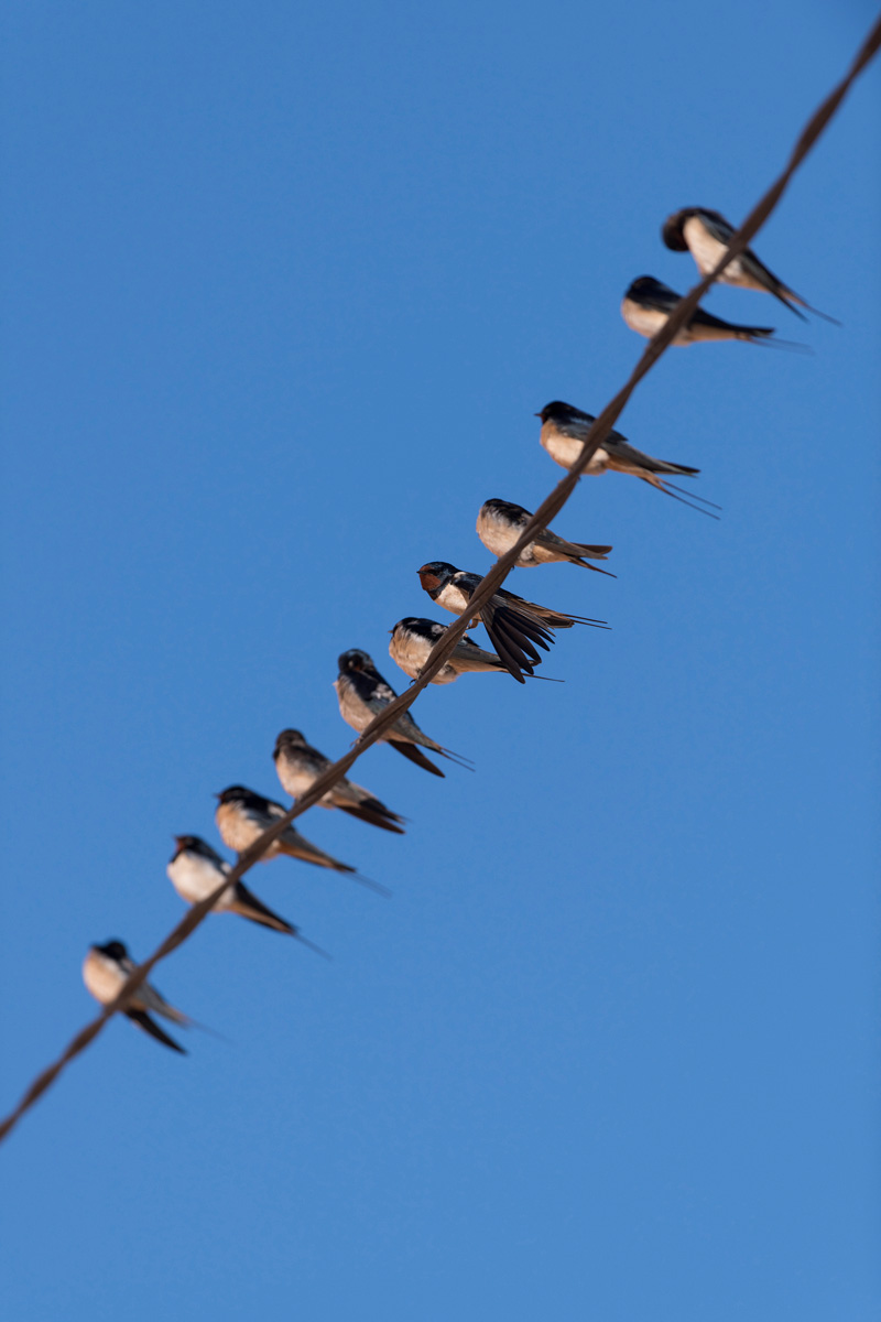 Barn Swallow