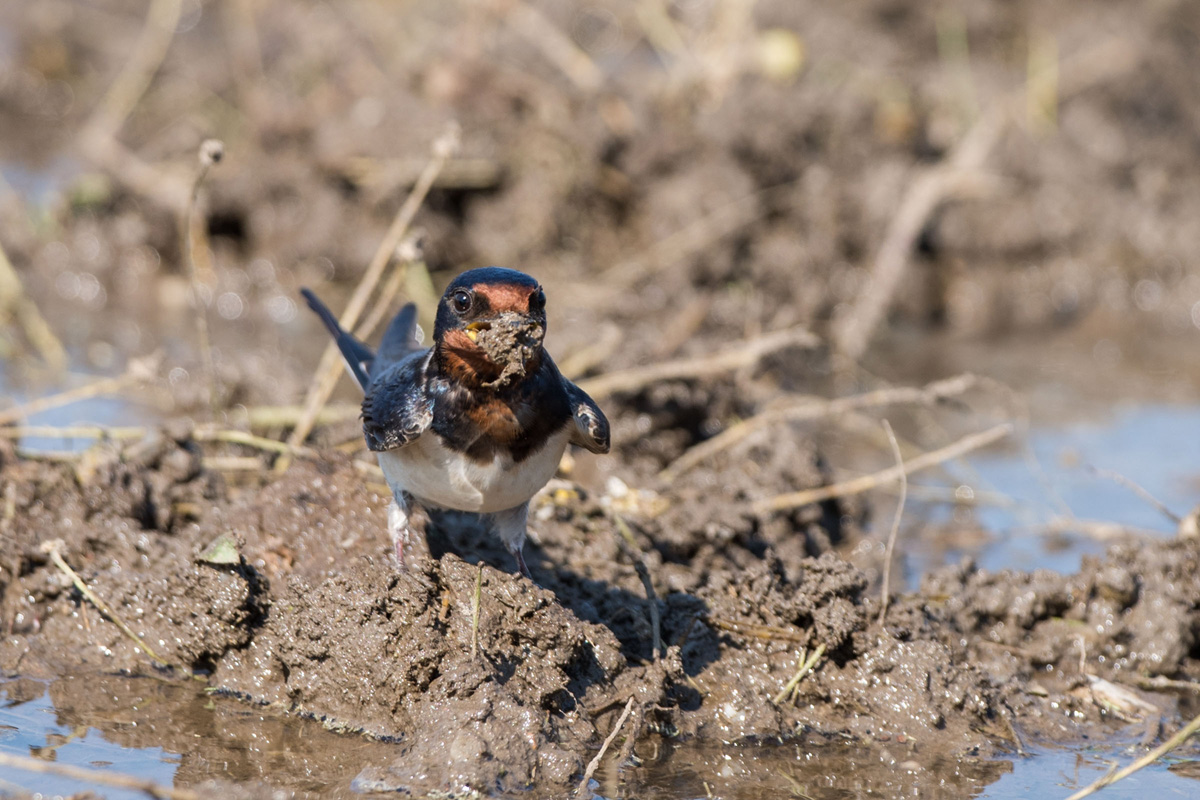 Barn Swallow