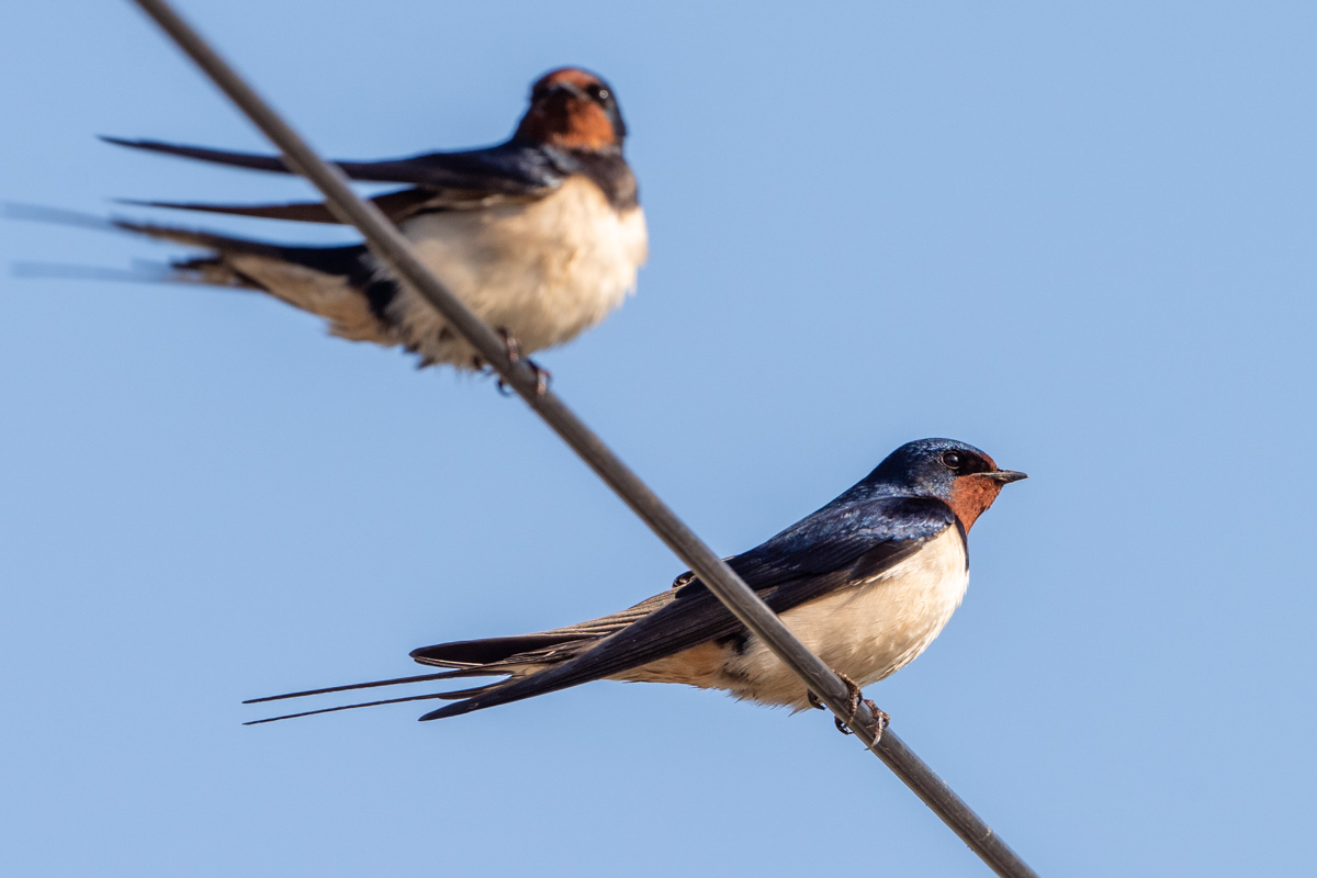 Barn Swallow