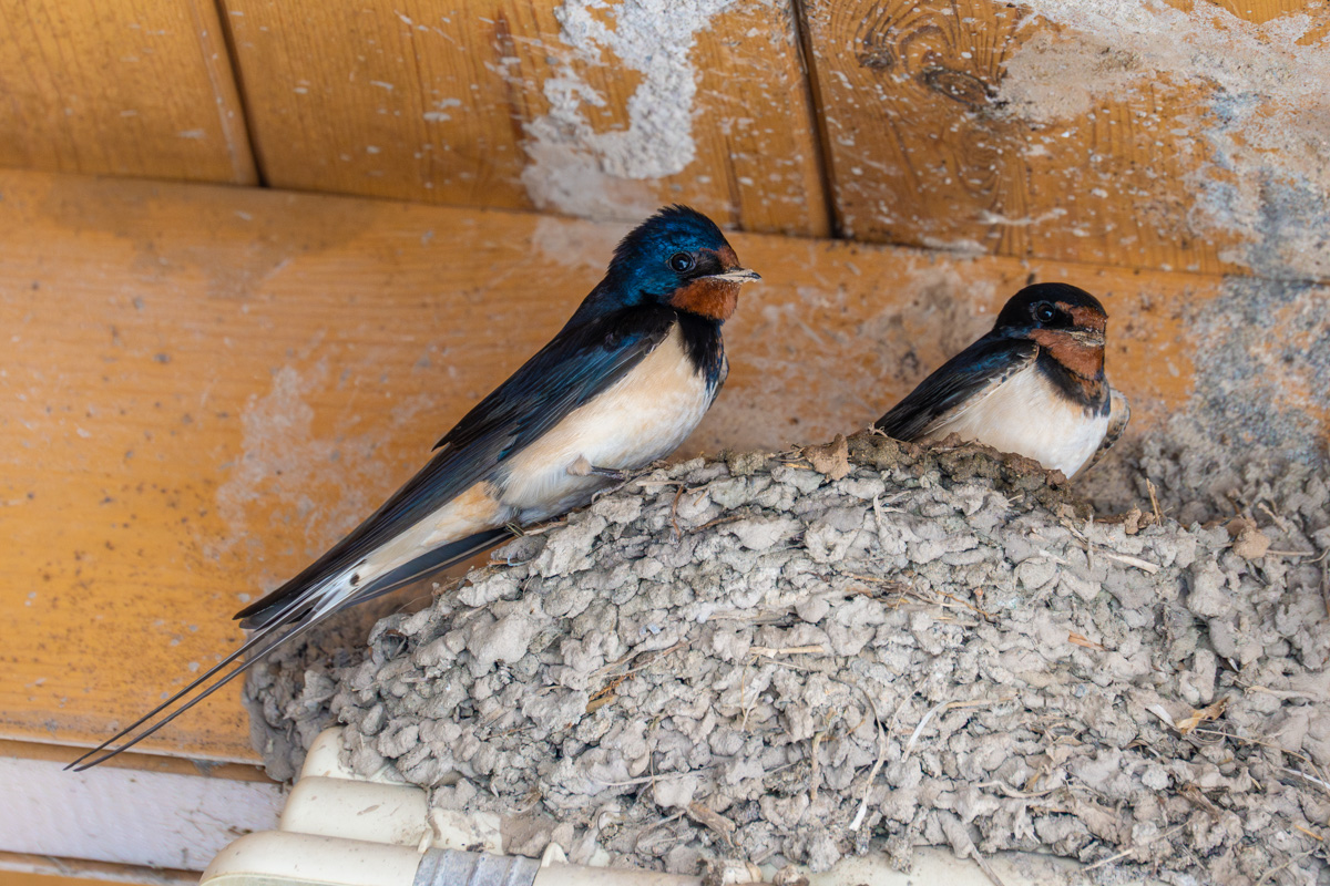 Barn Swallow