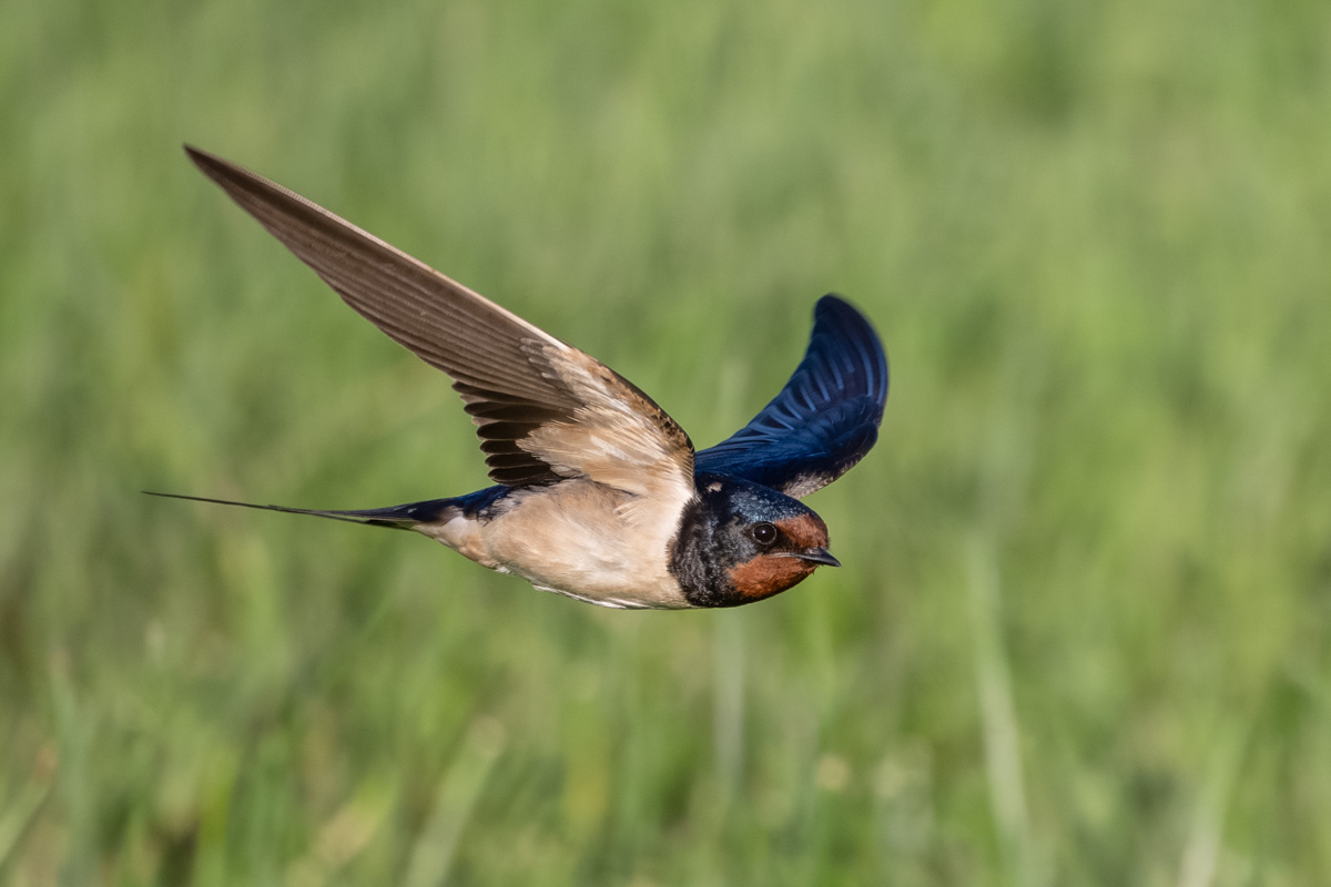 Barn Swallow Barn Swallow