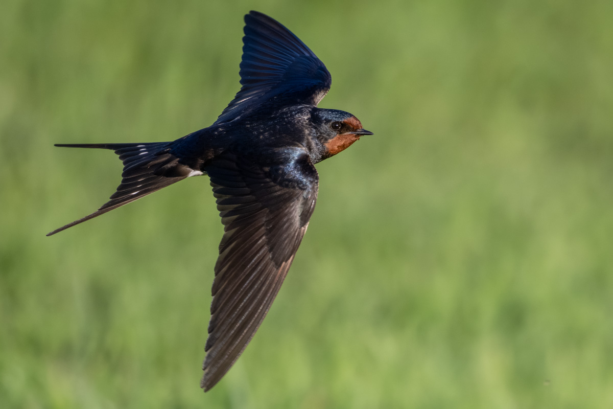 Barn Swallow Barn Swallow