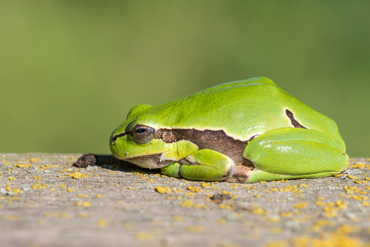 Europäischer Laubfrosch