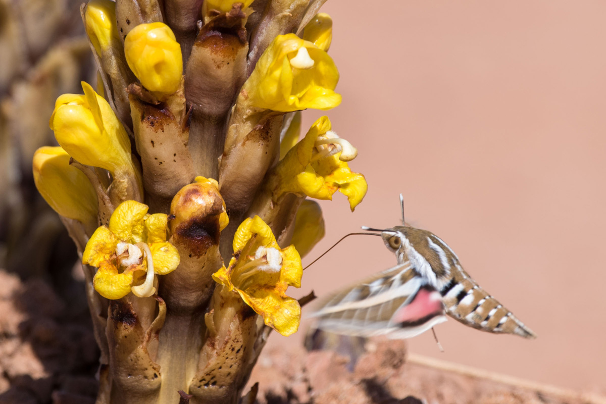 Striped Hawk-moth
