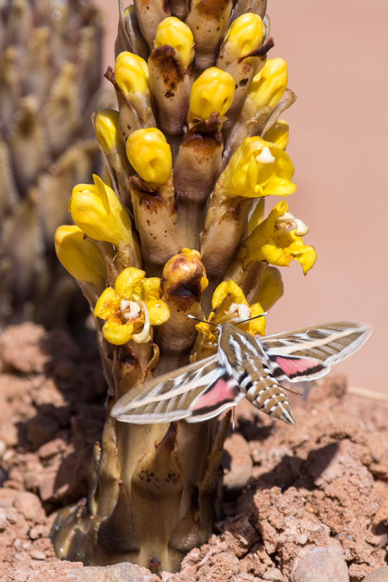 Striped Hawk-moth