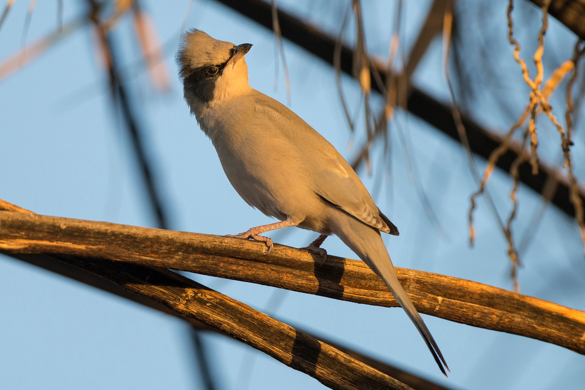 Grey Hypocolius