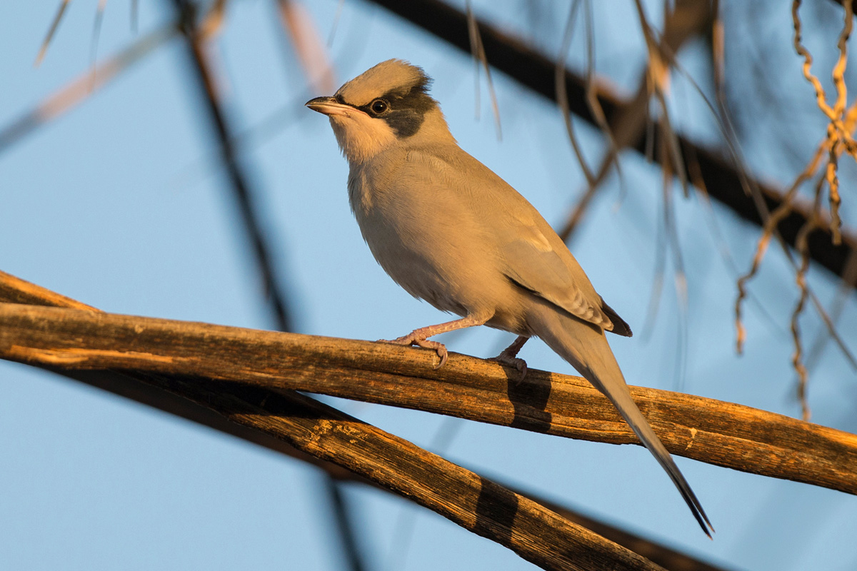 Grey Hypocolius