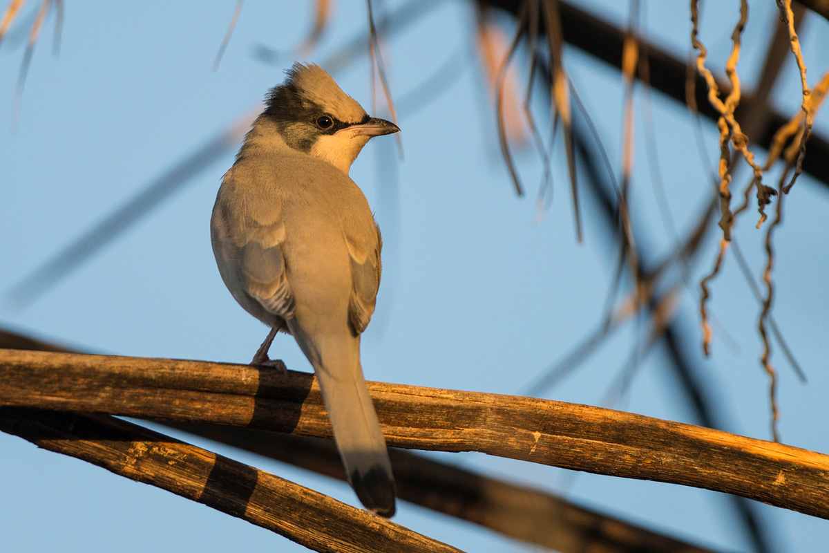 Grey Hypocolius