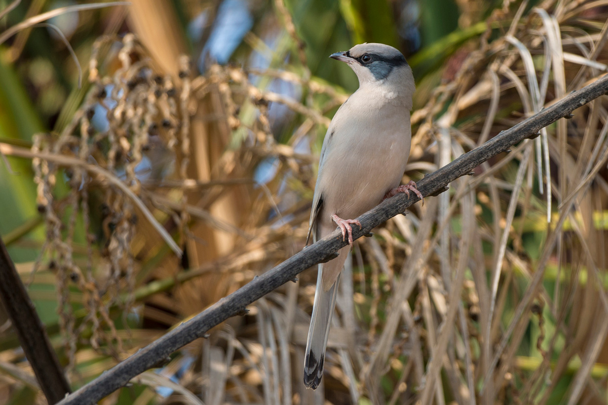 Grey Hypocolius