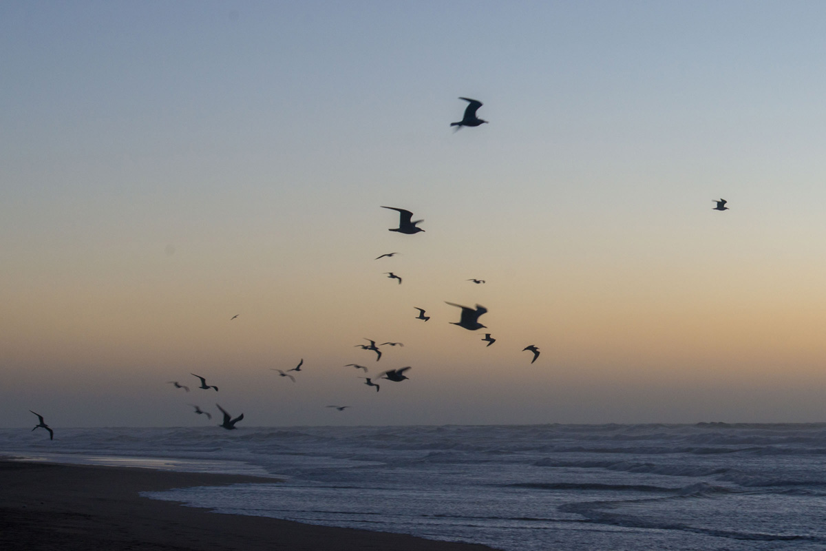 Audouin's Gull