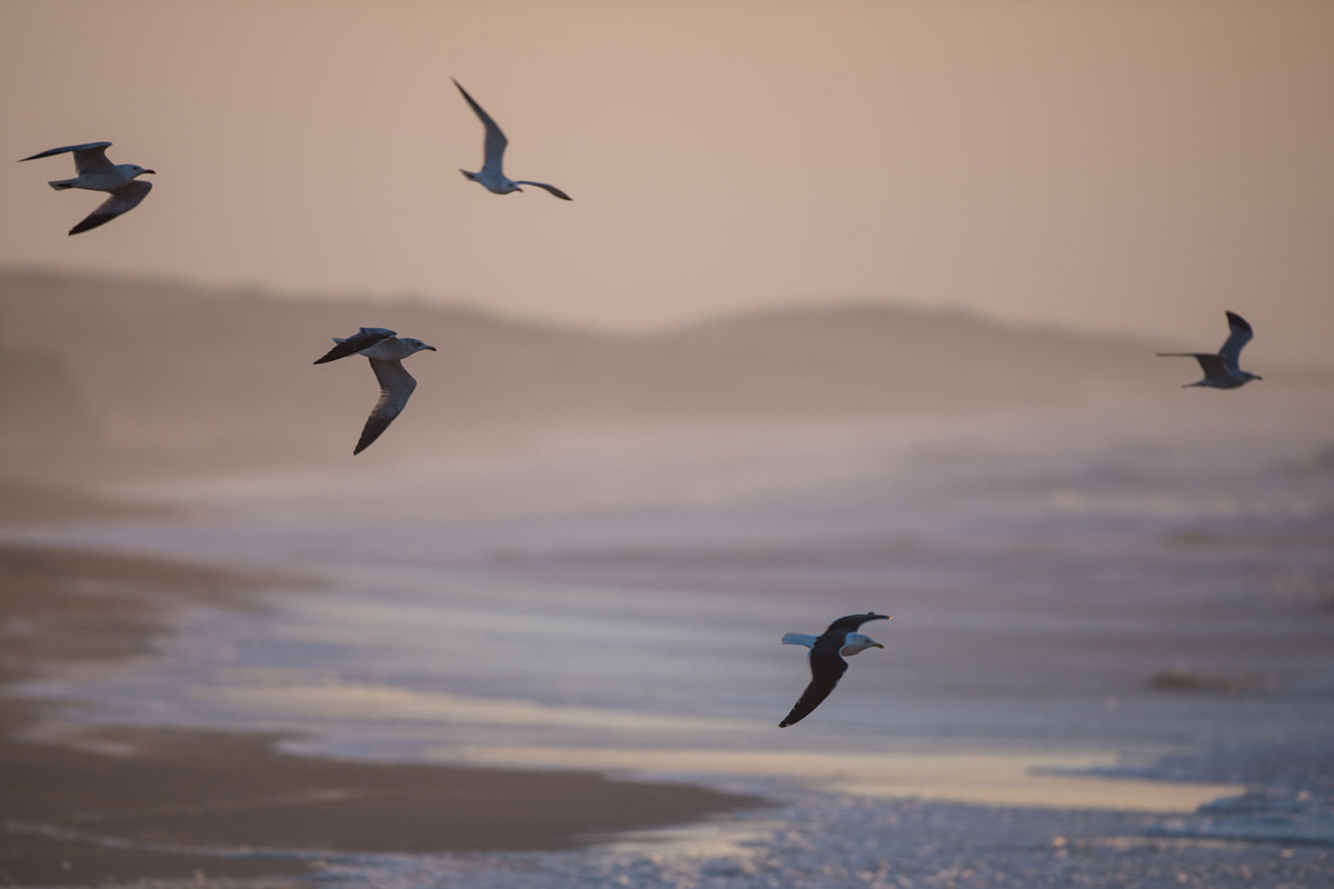 Audouin's Gull