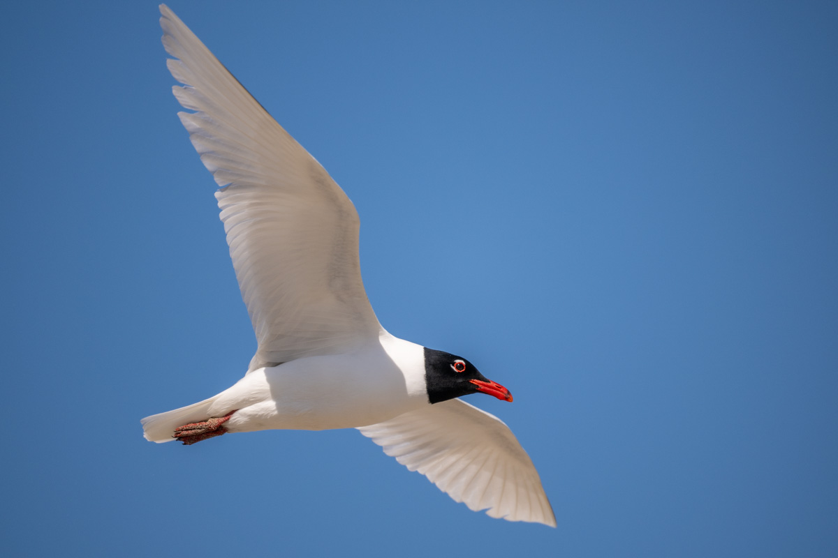 Mediterranean Gull Mediterranean Gull