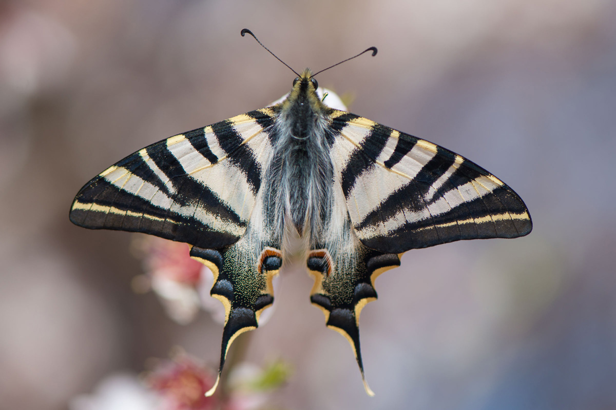 Iberischer Segelfalter