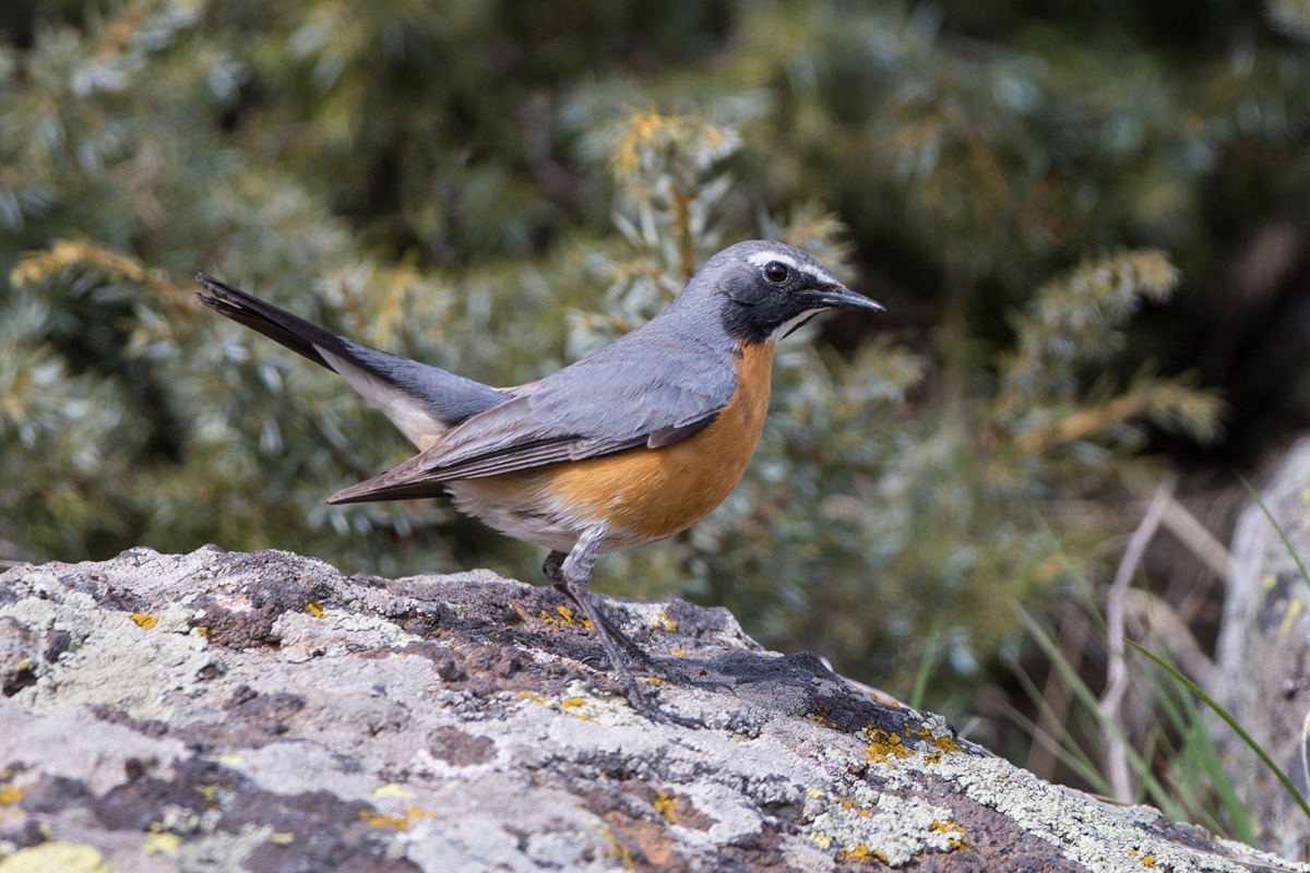 White-throated Robin