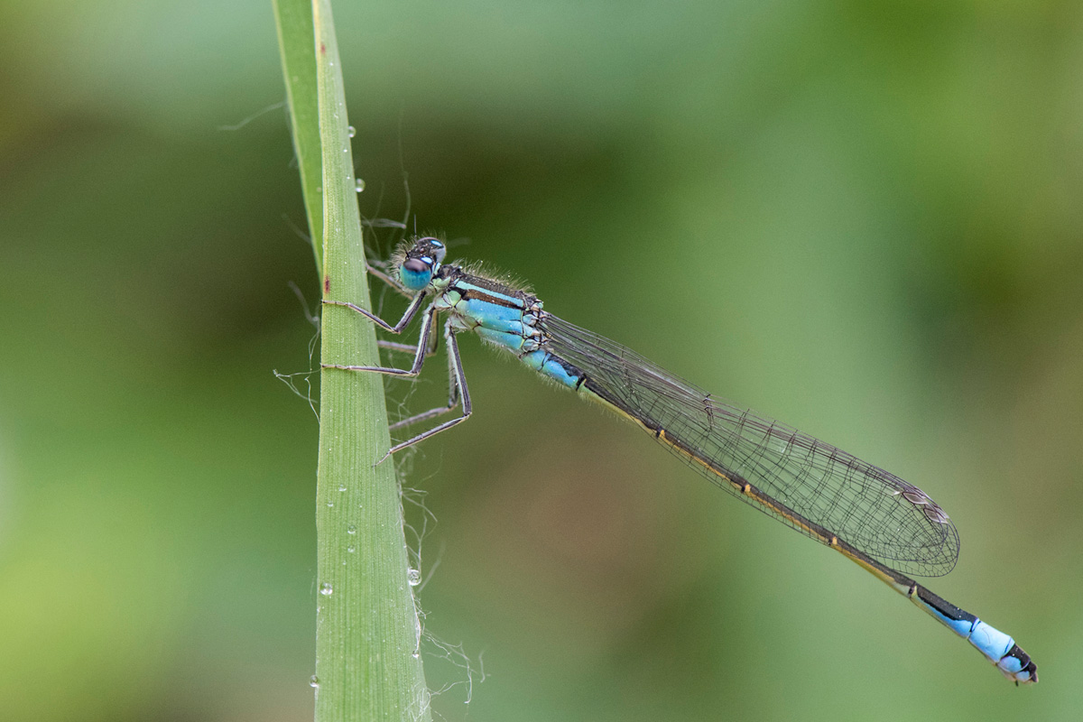 Blue-tailed Damselfly