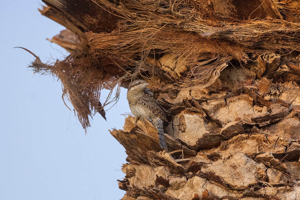 Eurasian Wryneck
